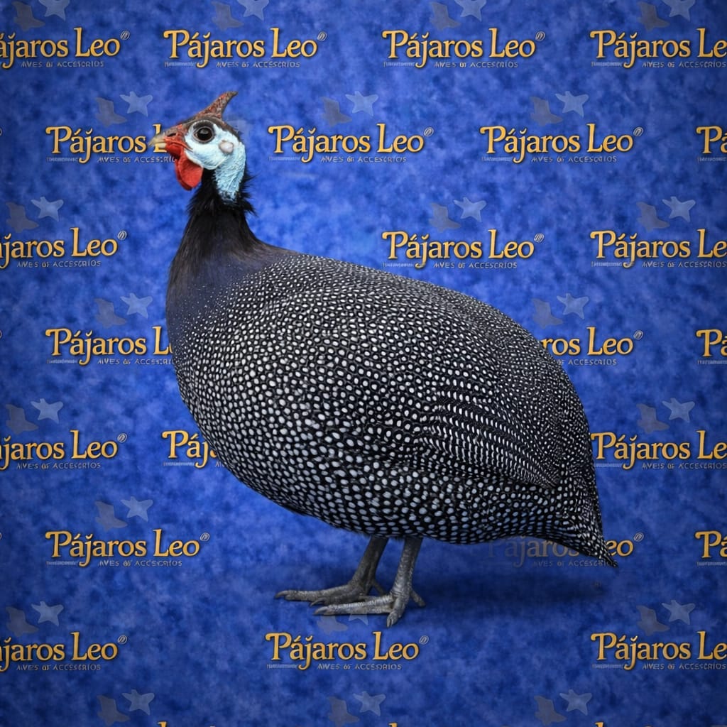 Gallina de Guinea