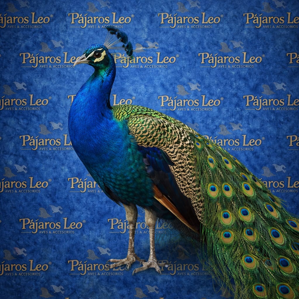Pavo Real