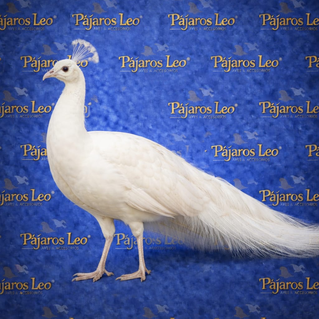Pavo Real Blanco