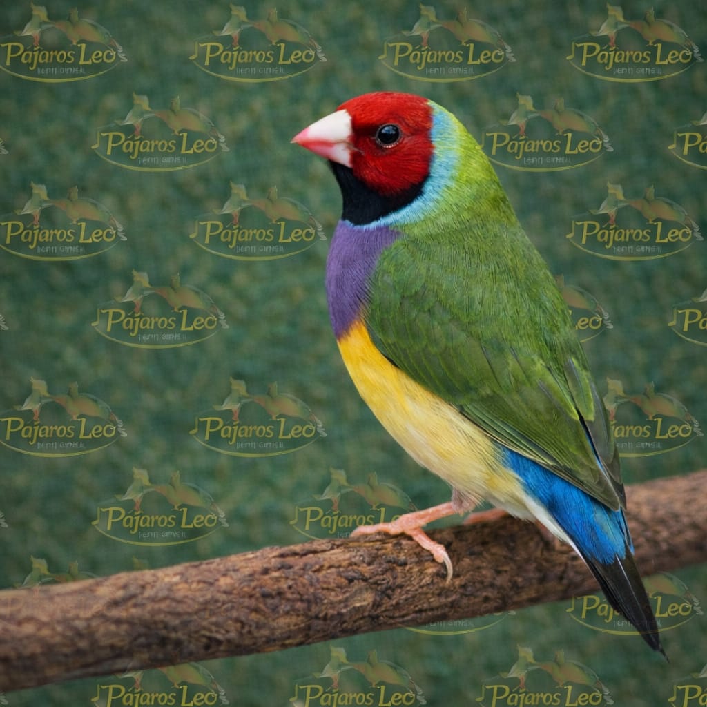 Finches Gouldian